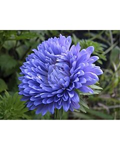 Астра /Callistephus chinensis Crest blue / LG- 1 оп