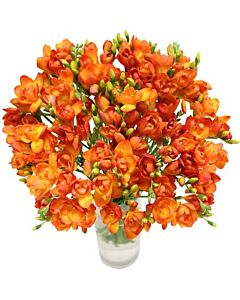 Фрезия /Freesia double orange/ 