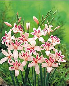 Гладиол Елвира /Gladiolus nanus 'Elvira'/