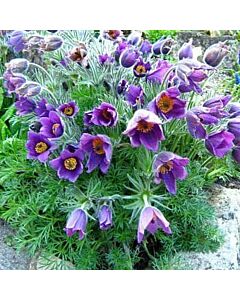 Котенца / Pulsatilla Purple / 1 бр