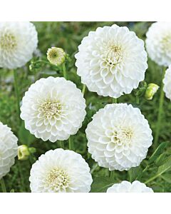 Далия / Dahlia 'Boom Boom white' / 1 корен