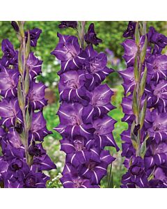 Гладиол /Gladiolus  'Flirty' /1 бр