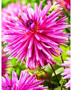 далия Dahlia Cactus Sugar Diamond - 1бр