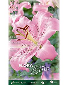 Лилиум / Flora Elite  Lilium oriental Josephine/ 1 оп - 2 бр