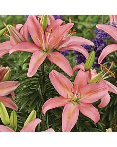 Лилиум  / Lilium asiatic 'Silla' / 1 бр