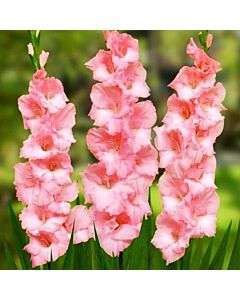 Гладиол /Gladiolus 'Cimarosa' /1 бр