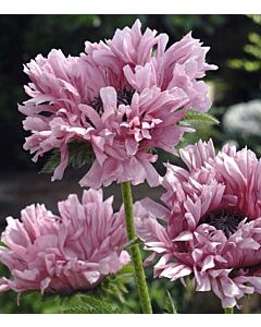 Мак - Papaver Ruffles Patty - 1 бр