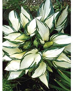Хоста / Hosta Remember Me / 1 бр