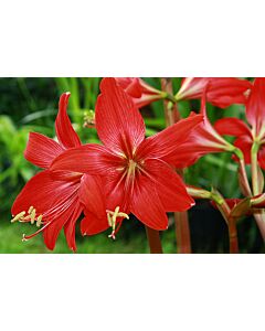 Хипеастрелия /Hippeastrelia 'Red Beauty'/ 5 бр