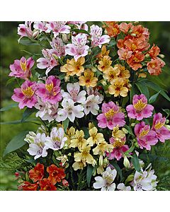 Алстромерия /Alstroemeria Ligtu-Hybrids/ 1 бр