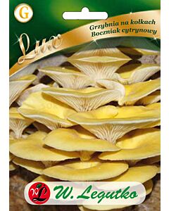 Гъби Златна стрида / Pleurotus citrinopileatus /LG 1 оп