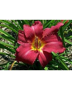 Хемерокалис / Hemerocallis Hey there / 1 бр