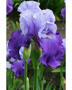 Ирис /Iris Purple/lila/ 1 бр