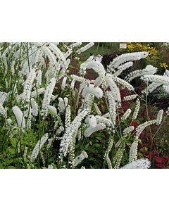 Цимицифуга бяла / Cimicifuga White / 1 бр