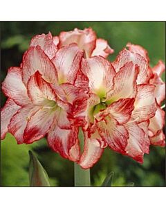 Амарилис / Amaryllis Double Record / 1 бр				