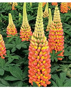 Лупина  / Lupinus Apricot/Yellow / 1 бр