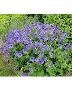 Здравец / Geranium baby blue himalayense / 1 бр