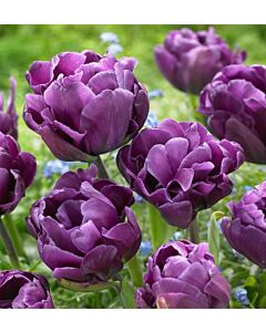 Лале /Tulip Negrita Double/ 1 бр