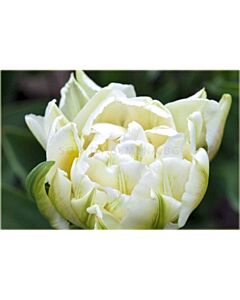 Лале /Tulips 'Cardinal Mindszenty' / 1 бр