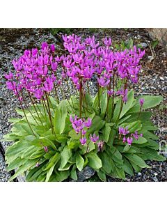 Додекатеон / dodecatheon jeffreyi / 1 бр коренище