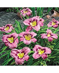 Хемерокалис /Hemerocallis Always afternoon / 1 бр