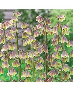 Фритилария / Fritillaria 'Green Dreams' / 1 бр