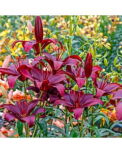  Лилиум азиатски Мапира / Lilium asiatic Mapira / 1 бр