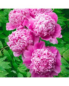 Божур /Paeonia ITOH Monsieur jules elie / 1 корен