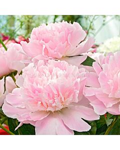 Божур /Paeonia Аlertie / 1 корен