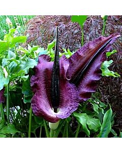 Драконовски арум /Dracunculus vulgaris/