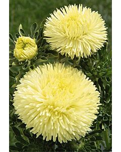 Астра /Callistephus chinensis Crest yellow/ LG 1 оп