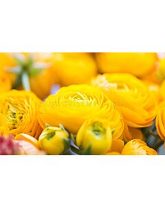 Ранункулус /Ranunculus asiaticus aviv yellow  / 