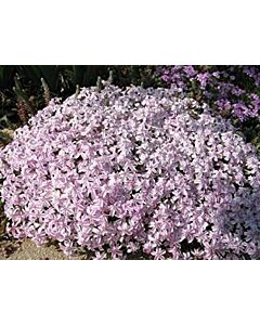 Флокс / Phlox Candy Stripes / 1 бр