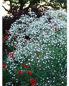Гипсофила Бристол Фейри /GypsophilaBristol Fairy Perfecta / 