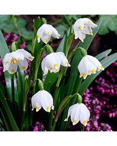 Блатно кокиче /Leucojum vernum/ 1 бр