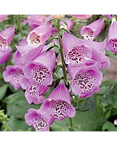 Напръстник - Digitalis Camelot Lavender - 1 бр