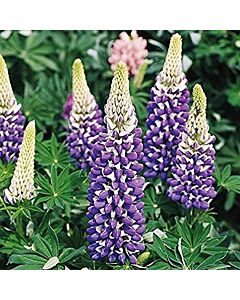Лупина синьо- бяла -Lupinus Blue-White 