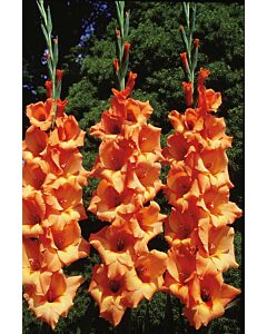 Гладиол /Gladiolus  'Olympic Flame' /1 бр