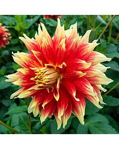 Далия / Dahlia Bodacious / 1 корен