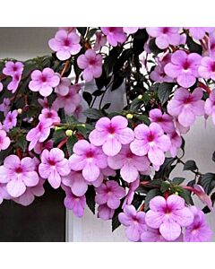 Ахименес Peach Blossom 1бр