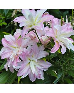 Лилиум  / Lilium oriental 'Soft Music'/ 1 бр
