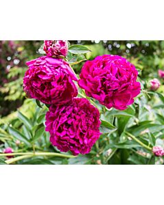 Божур - Paeonia Paul M Wild -1 бр
