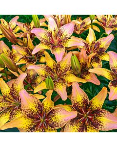 Лилиум  /Lilium asiatic 'Tribal Dance' / 1 бр
