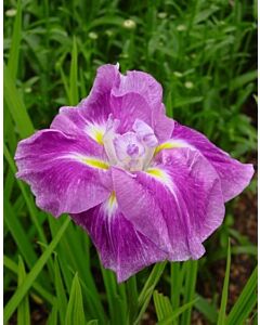 Ирис /Iris ensata Rose prelude / 1 бр