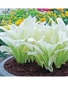 Хоста Бели пера / Hosta White feather / 1 бр 