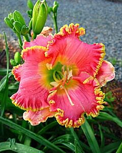 Хемерокалис Дива / Hemerocallis Diva's choice / 1 бр