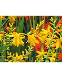 Крокосмия / Crocosmia 'Sunglow' / 1 бр