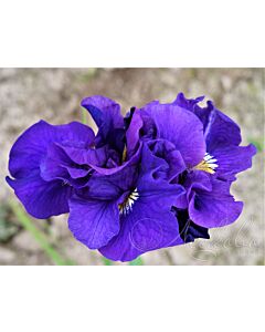 Ирис / Iris Siberica Double Standard / 1 бр