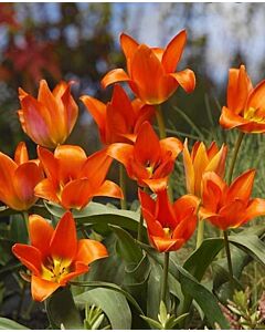 Лале оранжево (Tulip) Orange Toronto 11/12