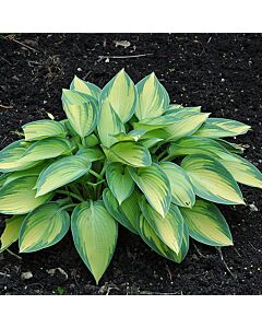 Хоста / Hosta June / 1 бр 